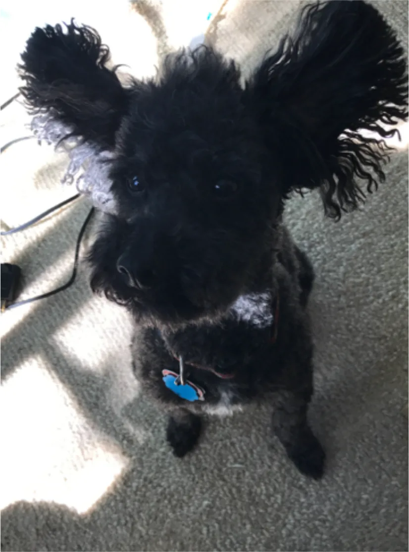 A small black curly-haired dog with tall fluffy ears looking up at the camera