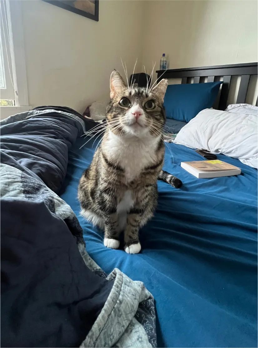 A tabby cat sitting on a bed looking at the camera