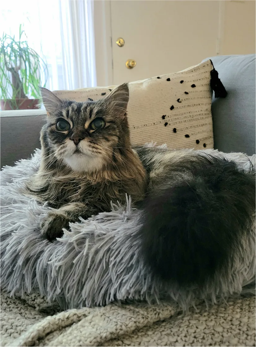 A gray tabby cat with large ears lying on a fuzzy gray cushion