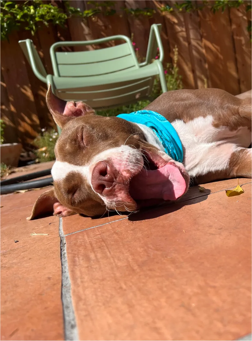 A brown and white dog sleeping on a sunny tiled patio wearing a blue bandana