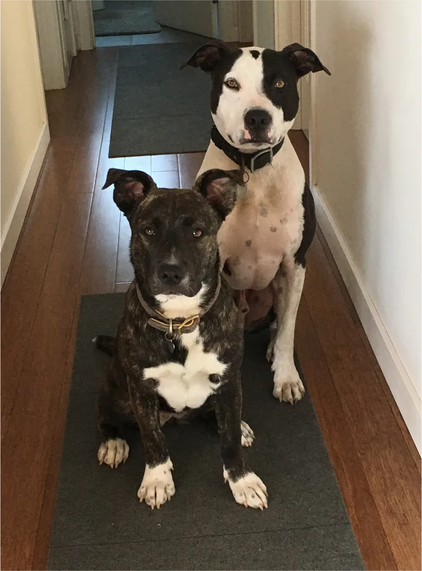 A black and white dog standing behind a brindle dog sitting in a hallway