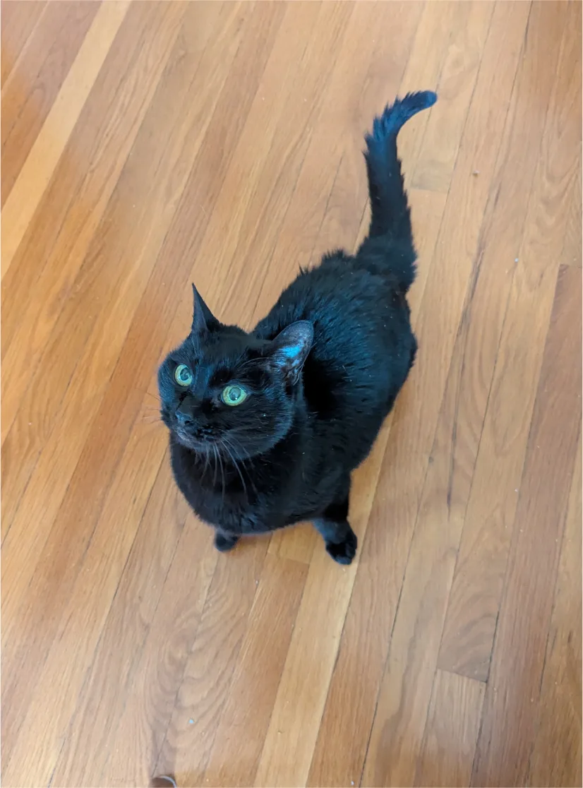 A black cat with green eyes standing on a wood floor, tail raised