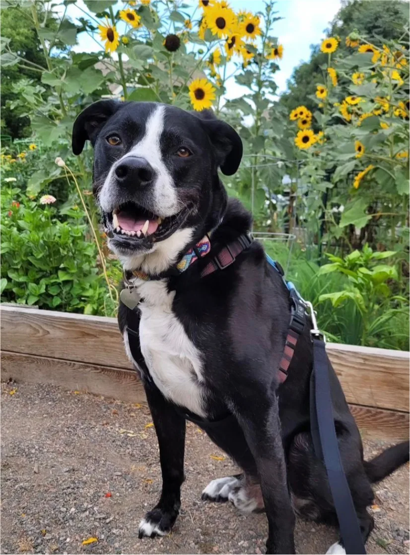 A black and white dog smiling in a garden surrounded by sunflowers