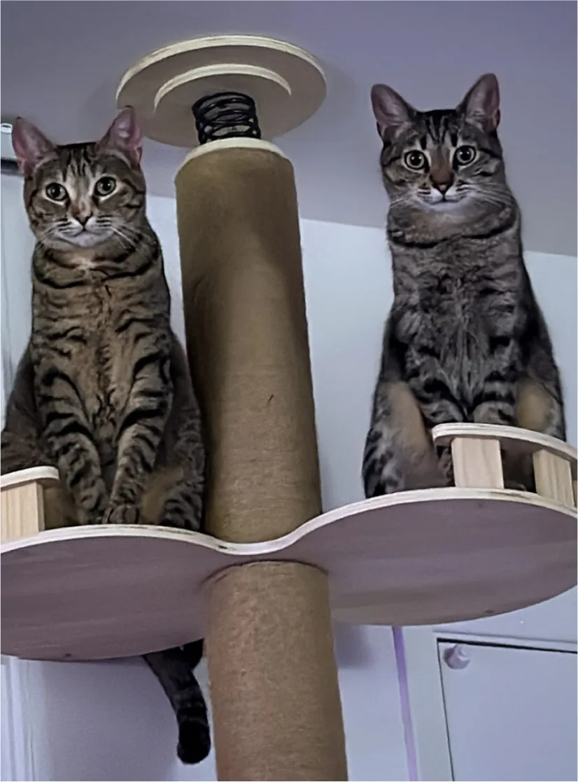Two tabby cats sitting side by side on a cat tree