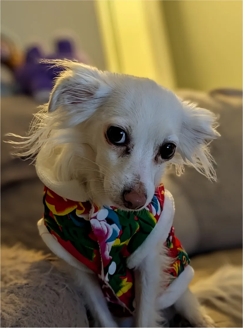 A small white fluffy dog wearing a colorful floral shirt, sitting on a couch