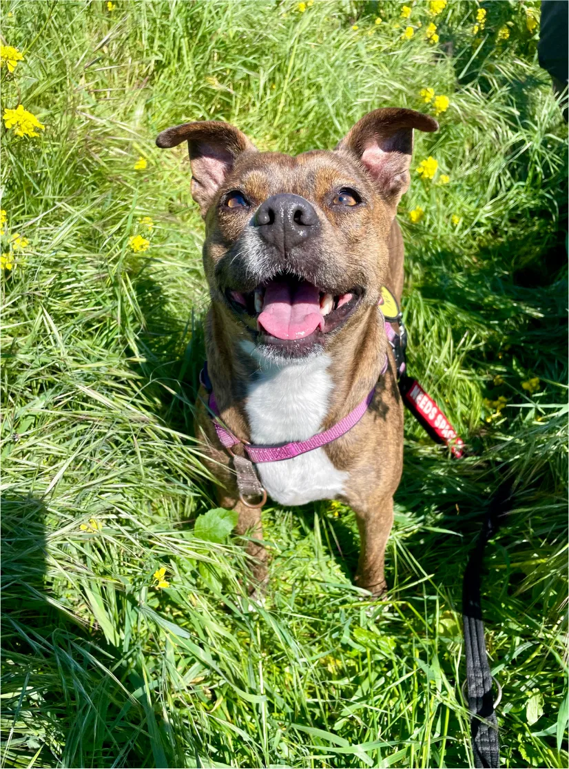 A brindle dog with a pink harness smiling in tall grass surrounded by small yellow flowers