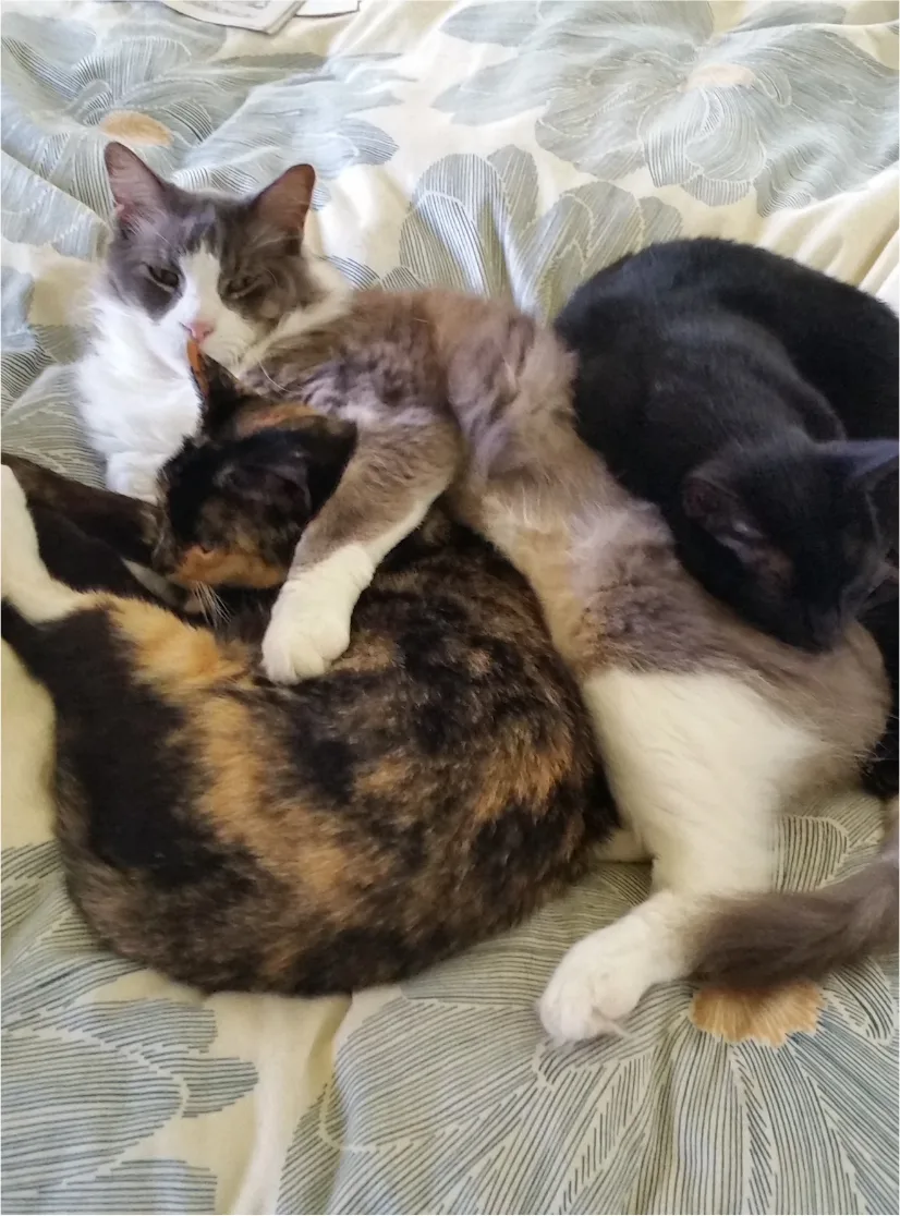 Three cats -- gray and white, calico, and black -- curled up together on a bed
