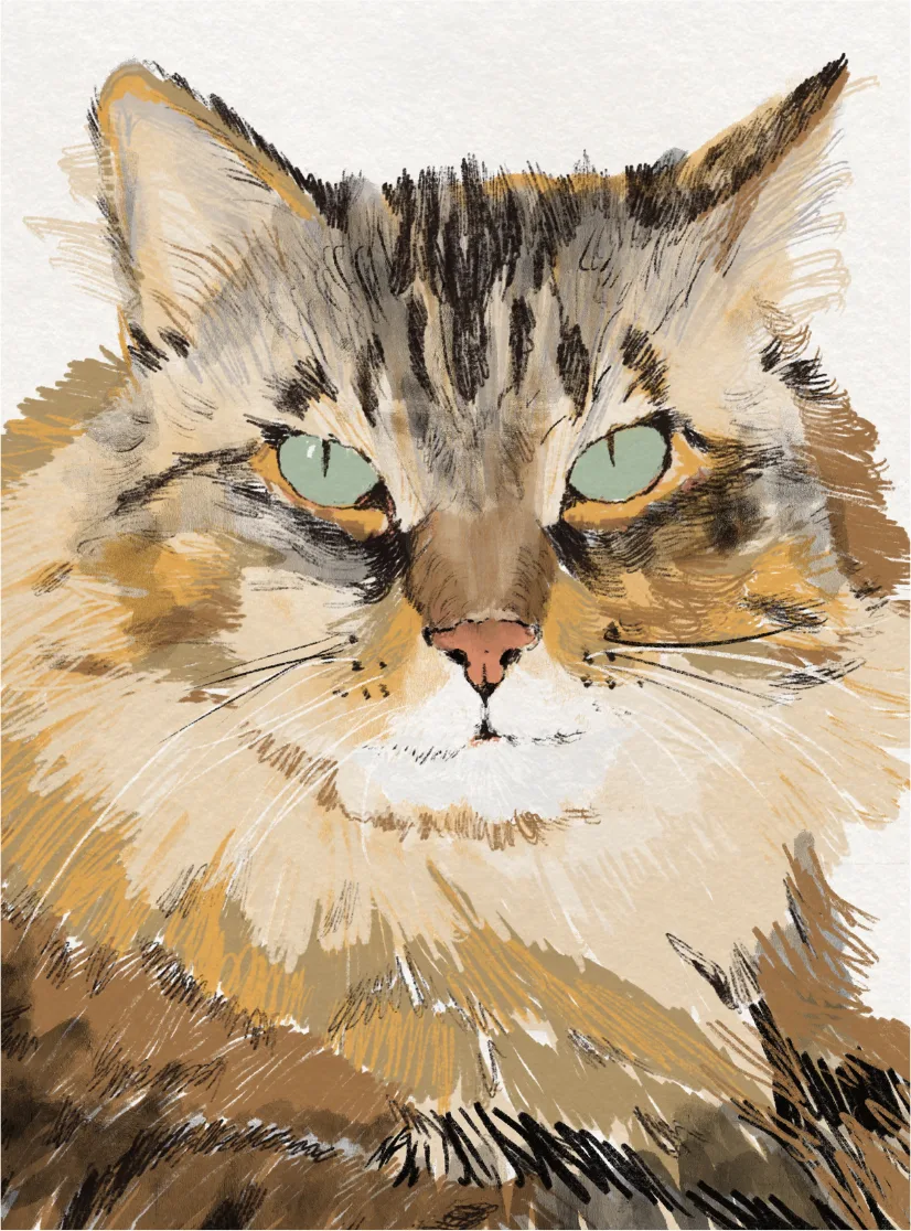 A detailed illustrated close-up portrait of the same tabby cat's face