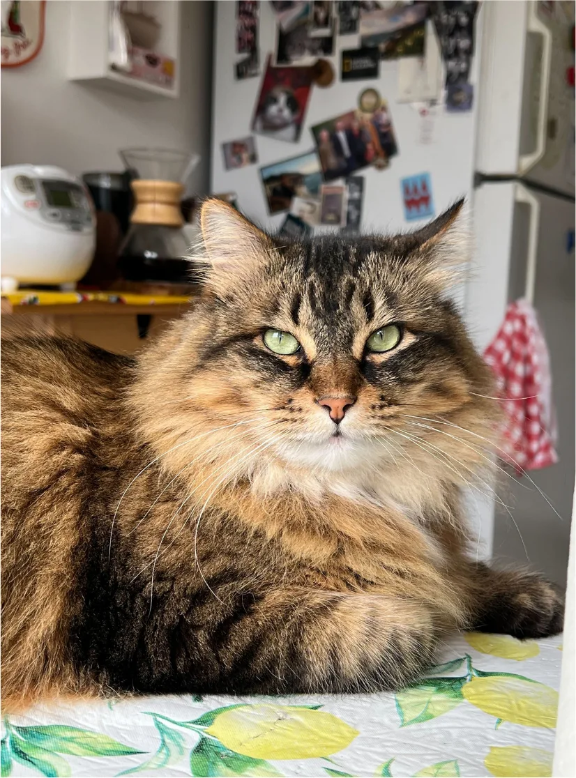 A fluffy brown tabby cat sitting on a kitchen counter with a lemon-print cloth